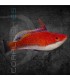 Cirrhilabrus joanallenae M | Lábrido de Aleta Larga