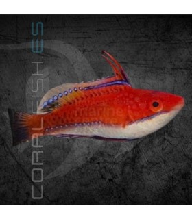 Cirrhilabrus joanallenae M | Lábrido de Aleta Larga