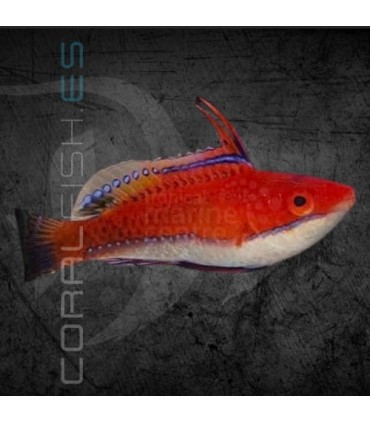 Cirrhilabrus joanallenae M | Lábrido de Aleta Larga