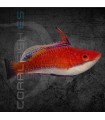 Cirrhilabrus joanallenae M |  Lábrido de Aleta Larga