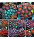 Zoanthus spp. Super Color | Zoanthus Premium