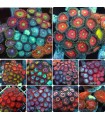 Zoanthus spp. Super Color | Zoanthus Premium