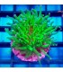 Euphyllia spp. Cornet | Euphyllia spp. 