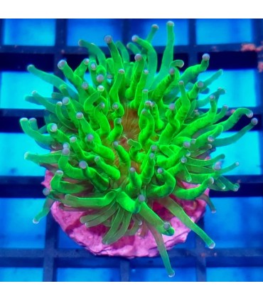 Euphyllia spp. Cornet | Euphyllia spp. 