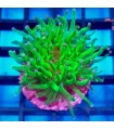 Euphyllia Cornet | Esqueje | Euphyllia spp. (CITES: 26PTLX00642I)