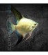 Escalar Bulgarian Green Seal Point 3-3.5 cm | Pterophyllum
