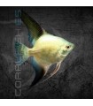 Escalar Bulgarian Green Seal Point 3-3.5 cm | Pterophyllum scalare