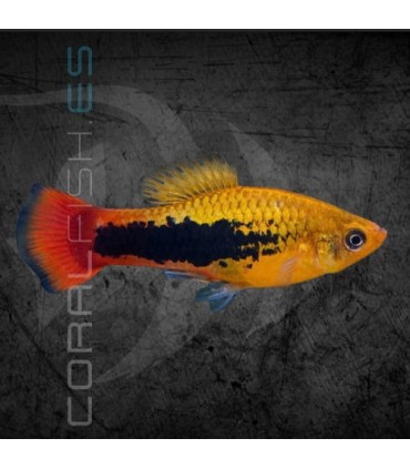 Platy Hawaii 2.5-3.5cm | Xiphophorus maculatus