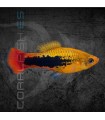 Platy Hawaii 2.5-3.5cm | Xiphophorus maculatus