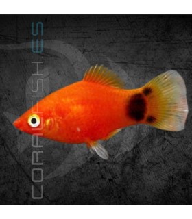 Platy Rojo Mickey Mouse 3.5-4cm | Xiphophorus maculatus