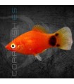 Platy Rojo Mickey Mouse 3.5-4cm | Xiphophorus maculatus