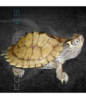 Tortuga Mapa 3-4 cm | Graptemys kohnii