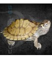 Tortuga Mapa 3-4 cm | Graptemys kohnii