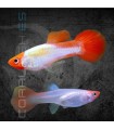 Guppy Red Nose Kohaku 3.5-4 cm | Poecilia reticulata