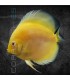Pez Disco Vietnam Golden Pigeon 5-6 cm | Symphysodon
