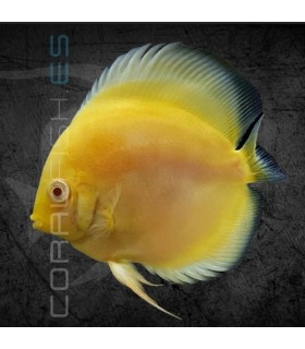 Pez Disco Vietnam Golden Pigeon 5-6 cm | Symphysodon