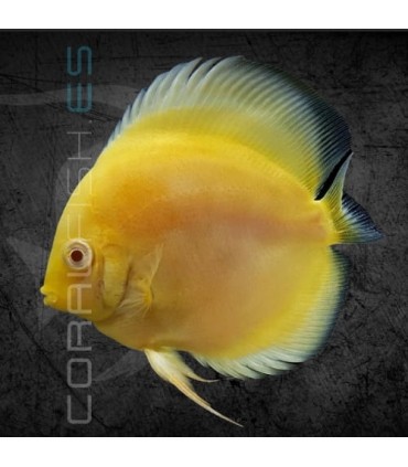 Pez Disco Vietnam Golden Pigeon 5-6 cm | Symphysodon