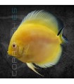 Pez Disco Vietnam Golden Pigeon 5-6 cm | Symphysodon aequifasciata