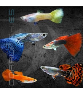Guppy Macho Surtido 4-4.5 cm | Poecilia reticulata
