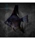Escalar Negro 3-4 cm | Pterophyllum scalare