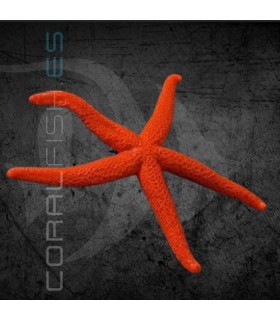 Echinaster sepositus M | Estrella de Mar Naranja
