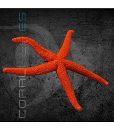 Echinaster sepositus M | Estrella de Mar Naranja