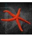 Echinaster sepositus M | Estrella de Mar Naranja