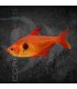 Tetra Fantasma Rojo 2.5-3 cm | Megalamphodus sweglesi
