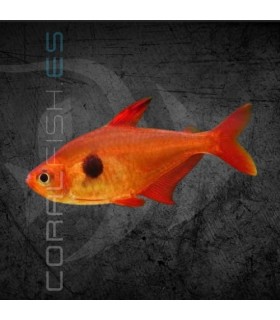Tetra Fantasma Rojo 2.5-3 cm | Megalamphodus sweglesi