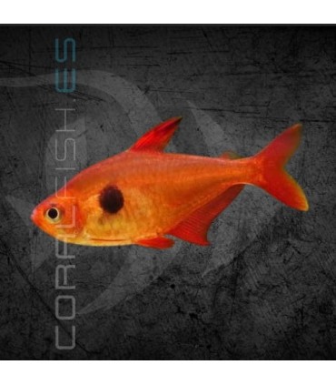 Tetra Fantasma Rojo 2.5-3 cm | Megalamphodus sweglesi