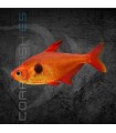 Tetra Fantasma Rojo 2.5-3 cm | Megalamphodus sweglesi