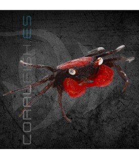 Cangrejo Vampiro Rojo | Geosesarma sp.
