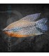 Gourami Perla 5-6 cm | Trichogaster leeri