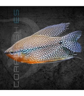 Gourami Perla 5-6 cm | Trichogaster leeri