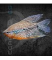 Gourami Perla 5-6 cm | Trichogaster leeri