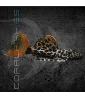 L114 Pseudacanthicus leopardus 6-8 cm | Pseudacanthicus cf.