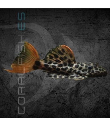L114 Pseudacanthicus leopardus 6-8 cm | Pseudacanthicus cf.
