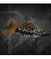 L114 Pseudacanthicus leopardus 6-8 cm | Pseudacanthicus cf. leopardus