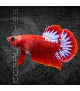 Betta Macho Plakat Hellboy 5-6 cm | Betta splendens