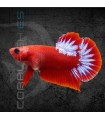 Betta Macho Plakat Hellboy 5-6 cm | Betta splendens