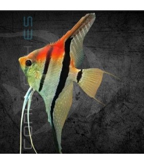Escalar Manacapuru Super Red 3-4 cm | Pterophyllum scalare