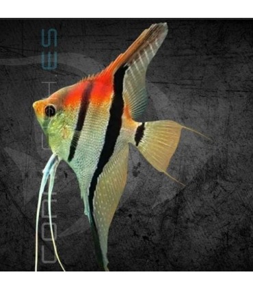 Escalar Manacapuru Super Red 3-4 cm | Pterophyllum scalare