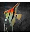 Escalar Manacapuru Super Red 3-4 cm | Pterophyllum scalare