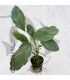 Homalomena sp. Silver | Maceta de 5 cm