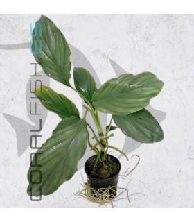 Homalomena sp. Silver | Maceta de 5 cm