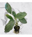 Homalomena sp. Silver | Maceta de 5 cm