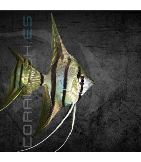 Escalar Dantum 3-4 cm | Pterophyllum scalare