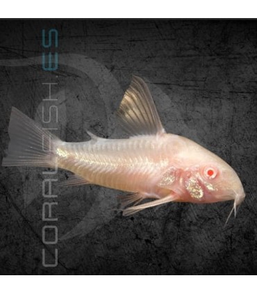 Corydora Pimienta Albina 3-4 cm | Corydoras paleatus