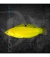 Halichoeres chrysus M | Pez Lábrido
