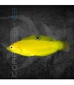 Halichoeres chrysus M | Pez Lábrido
